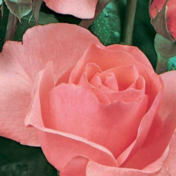 Grimpant QUEEN ELISABETH